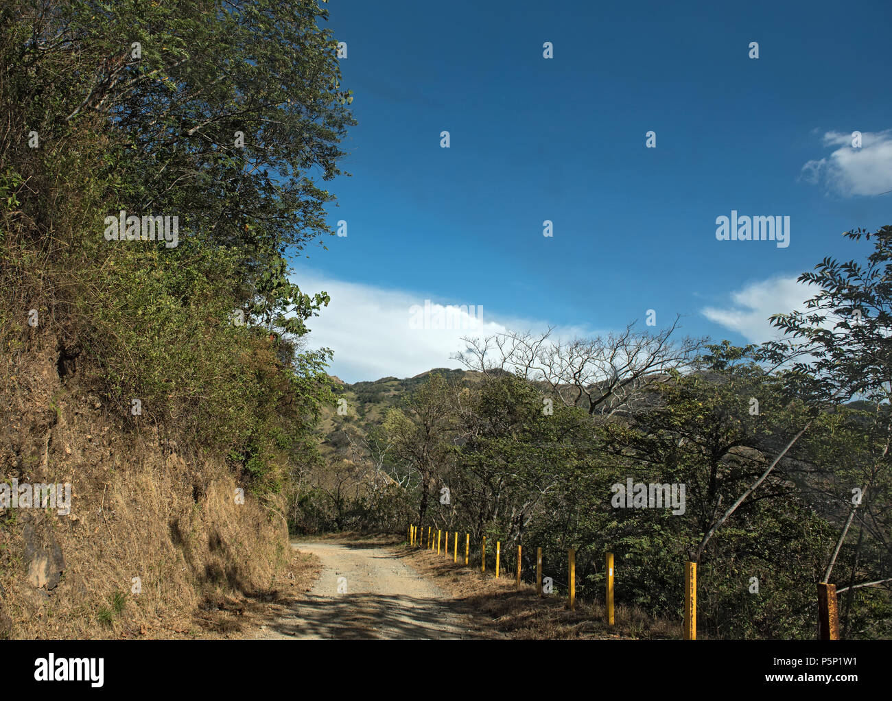 Stretta strada di ghiaia in Riserva Monteverde Cloud Forest, Costa Rica Foto Stock
