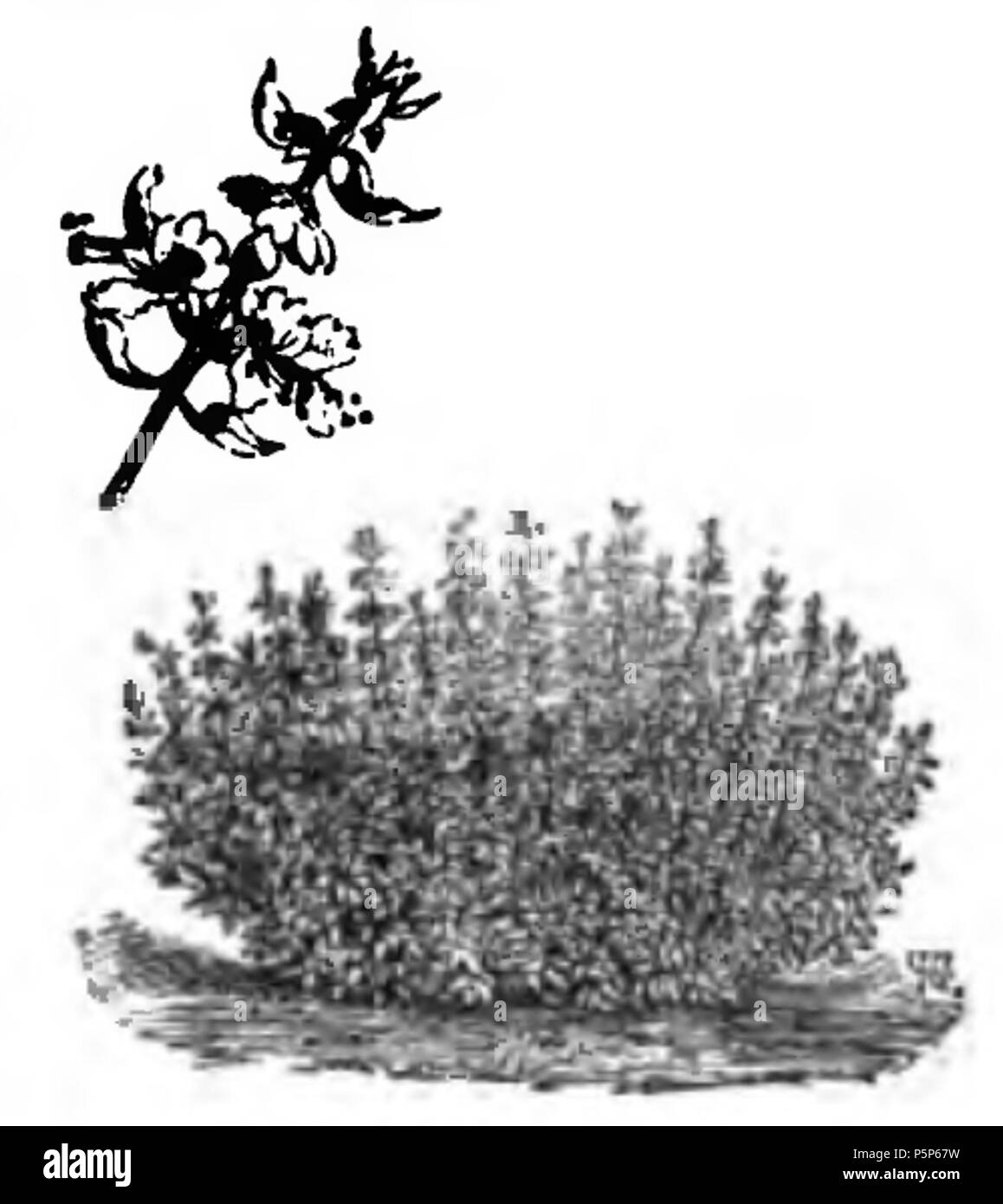 175 Basilica fin vert Vilmorin-Andrieux 1883 Foto Stock