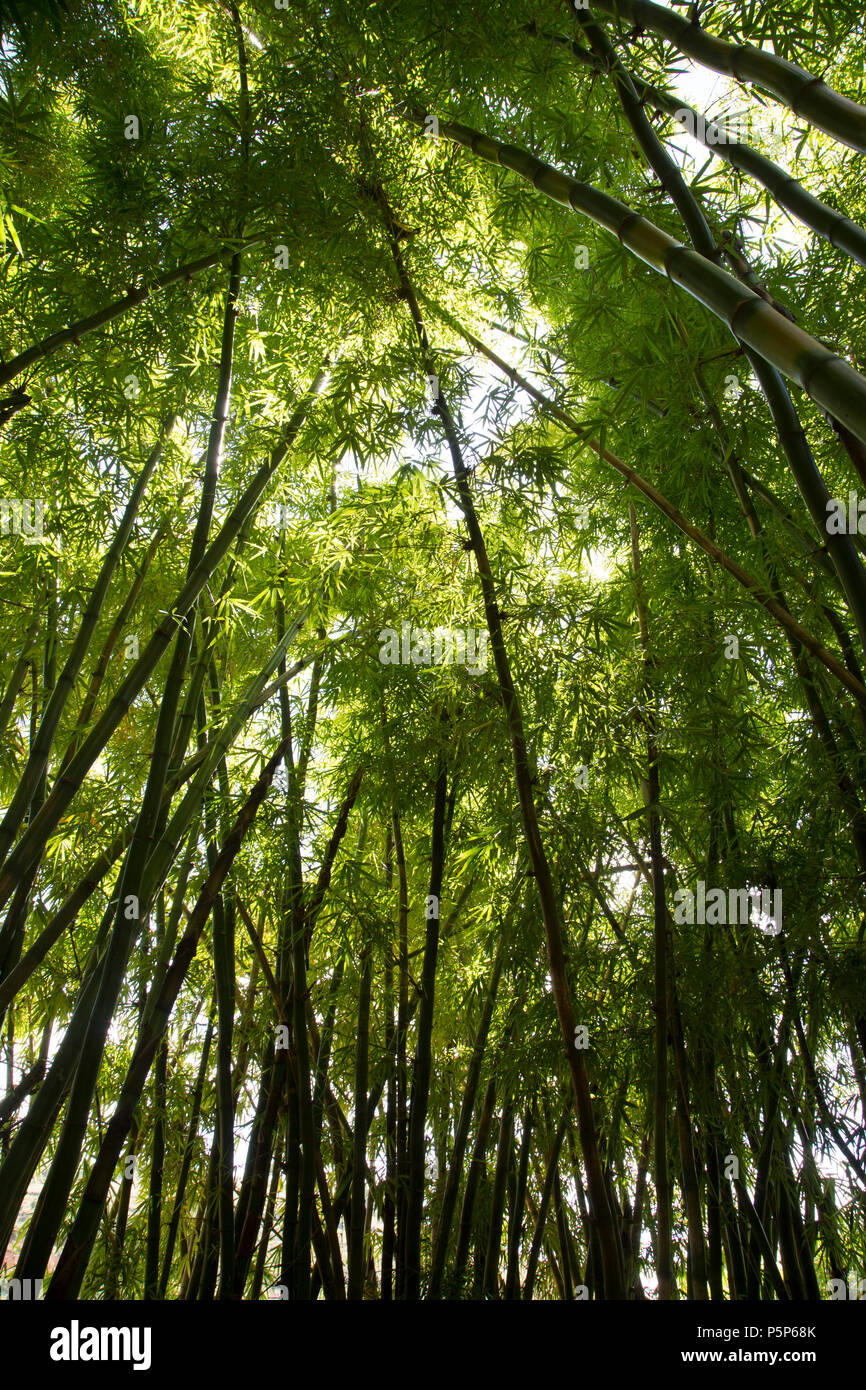 Boschetto di bambù, Madagascar Foto Stock