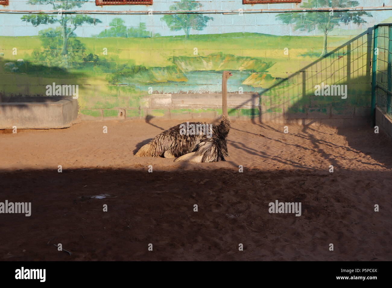 Uno struzzo è il più grande e il più alto di tutti gli uccelli. È il più veloce bird su terreni in cui non è in grado di volare. Esso stabilisce il più grande e più pesante delle uova. Foto Stock