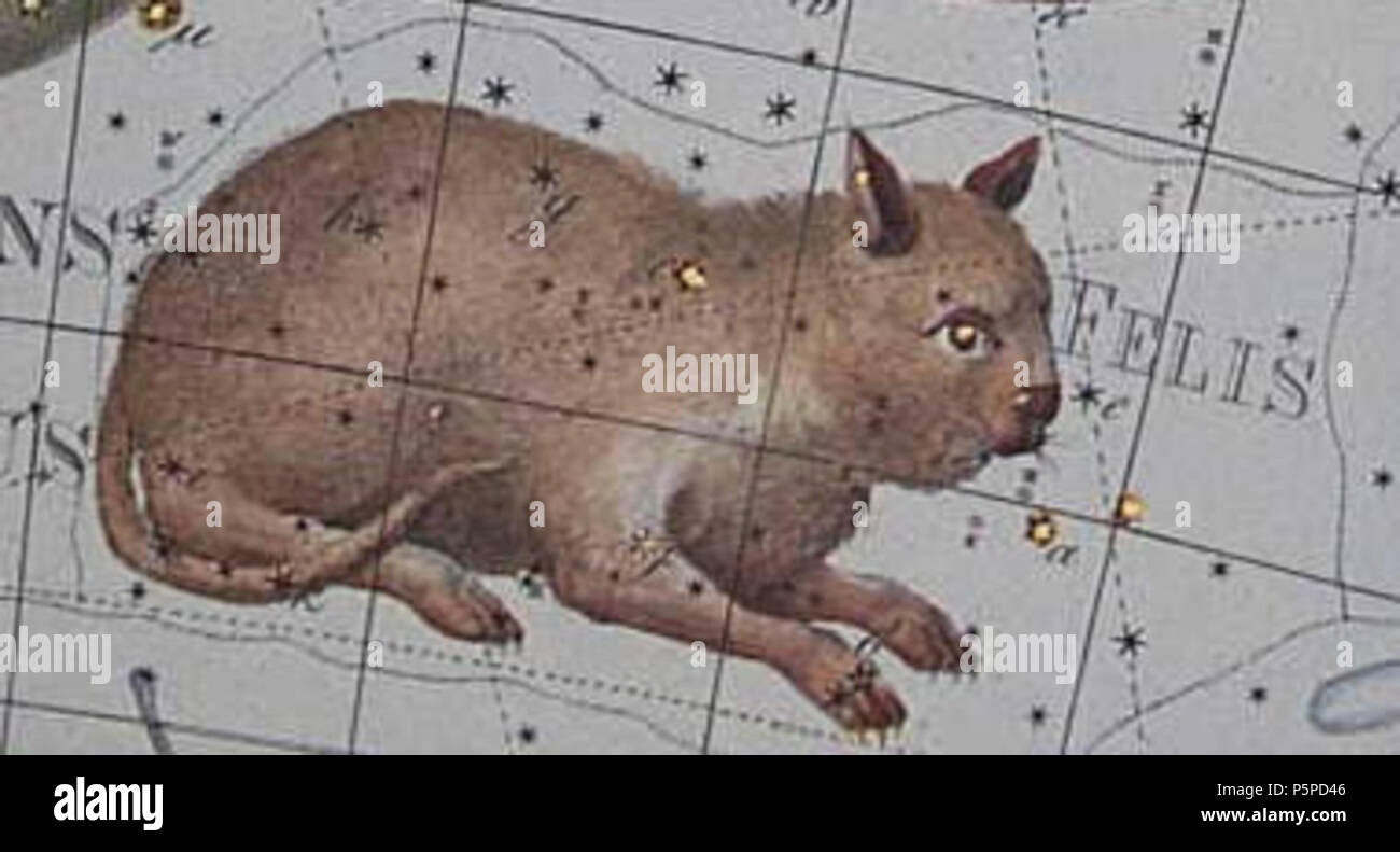 N/A. Felis . 1801. Johann Bode Bode 215 Felis Foto Stock