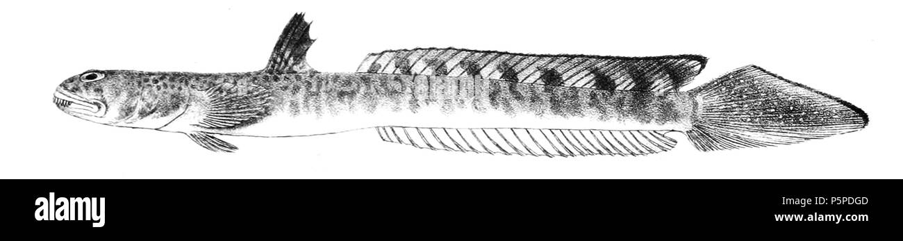 N/A. Scartelaos tenuis syn. Boleophthalmus tenuis i nomi delle specie / identità bisogno di verifica. L'originale lastre mostravano i pesci rivolto verso destra e che sono stati capovolti qui. Boleophthalmus tenuis . 1878. George Henry Ford (1808-1876) nomi alternativi G. H. Ford Descrizione artista Data di nascita e morte 20 Maggio 1808 1876 Luogo di nascita e morte Cape Colony London Authority control : Q17105498 VIAF:317102730 LCCN:n2015185868 WorldCat 218 Boleophthalmus tenuis Ford 65 Foto Stock