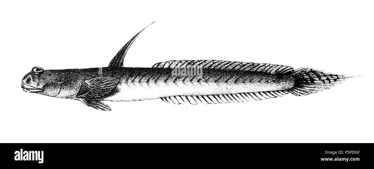 N/A. Scartelaos histophorus syn. Boleophthalmus viridis i nomi delle specie / identità bisogno di verifica. L'originale lastre mostravano i pesci rivolto verso destra e che sono stati capovolti qui. Boleophthalmus viridis . 1878. George Henry Ford (1808-1876) nomi alternativi G. H. Ford Descrizione artista Data di nascita e morte 20 Maggio 1808 1876 Luogo di nascita e morte Cape Colony London Authority control : Q17105498 VIAF:317102730 LCCN:n2015185868 WorldCat 218 Boleophthalmus viridis Ford 66 Foto Stock