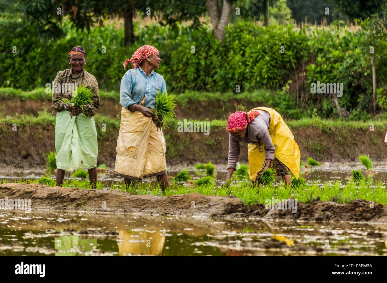 Le donne in agricoltura Foto Stock