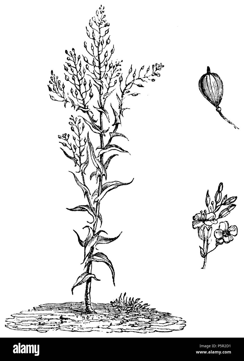 Camelina, oro-di-piacere, o false lino <Camelina sativa>, anonym 1876 Foto Stock