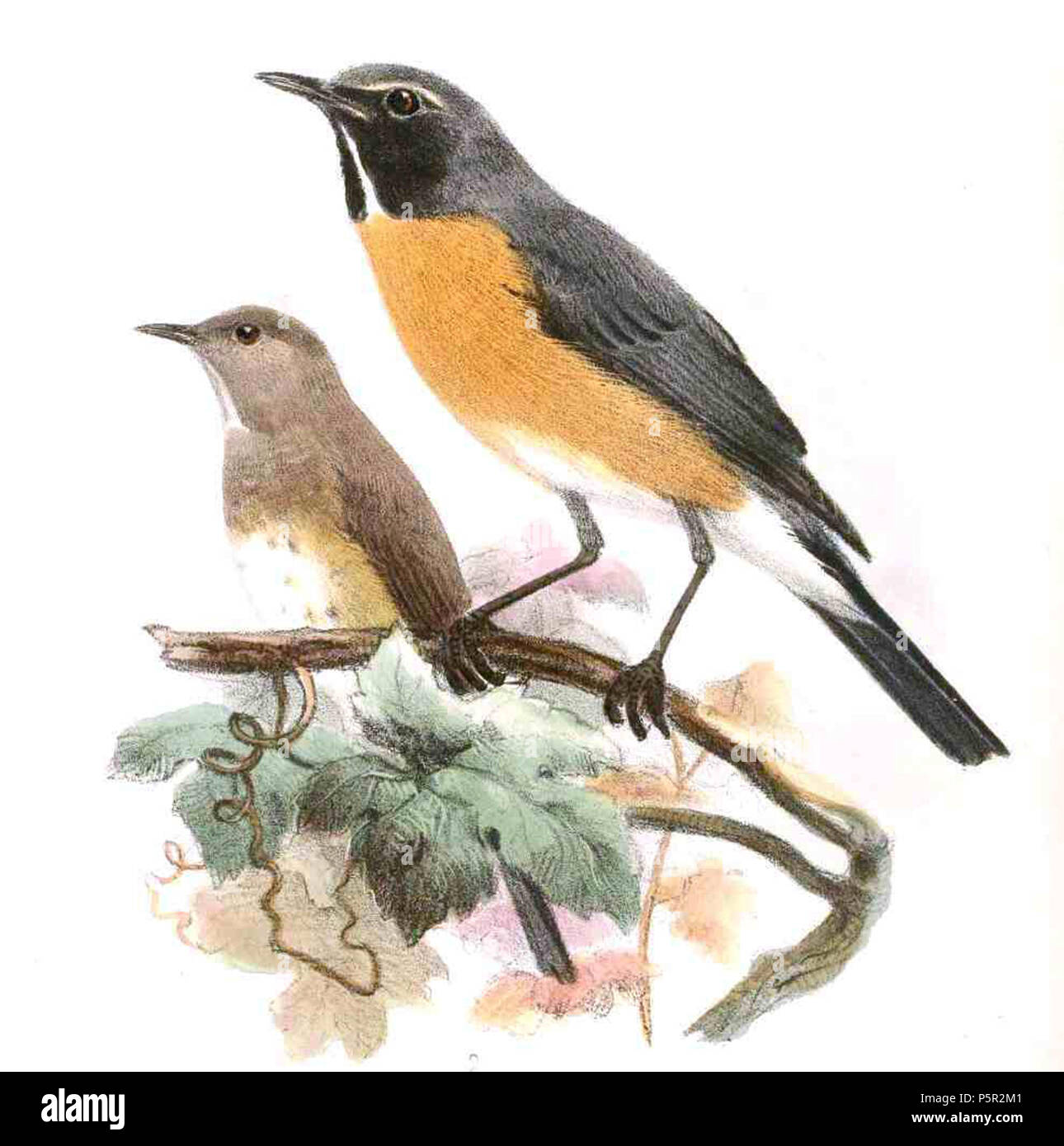 N/A. Inglese: " Bessornis albigularis " = Irania gutturalis (bianco-throated Robin) Français: " Bessornis albigularis " = Irania gutturalis (Iranie à gorge blanche) . 1867. Joseph Wolf (1820-1899) nomi alternativi Matthias Wolf; Giuseppe Wolff; Josef Wolf; Matthias Wolff Descrizione artista tedesco Data di nascita e morte 21 Gennaio 1820 20 aprile 1899 Luogo di nascita e morte Mörz, Germania Londra sede di lavoro London Authority control : Q1708274 VIAF:54950825 ISNI:0000 0000 8384 0531 ULAN:500006240 LCCN:N80006277 NLA:36115701 WorldCat 195 BessornisAlbigularisWolf, raccolto Foto Stock N/A. Inglese: " Bessornis albigularis " = Irania gutturalis (bianco-throated Robin) Français: " Bessornis albigularis " = Irania gutturalis (Iranie à gorge blanche) . 1867. Joseph Wolf (1820-1899) nomi alternativi Matthias Wolf; Giuseppe Wolff; Josef Wolf; Matthias Wolff Descrizione artista tedesco Data di nascita e morte 21 Gennaio 1820 20 aprile 1899 Luogo di nascita e morte Mörz, Germania Londra sede di lavoro London Authority control : Q1708274 VIAF:54950825 ISNI:0000 0000 8384 0531 ULAN:500006240 LCCN:N80006277 NLA:36115701 WorldCat 195 BessornisAlbigularisWolf, raccolto Foto Stock