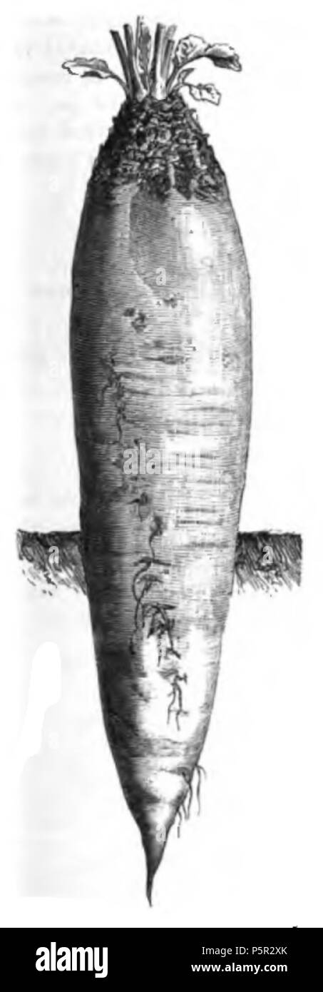 196 Betterave disette d'Allemagne Vilmorin-Andrieux 1883 Foto Stock
