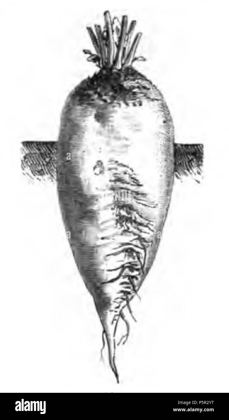 196 Betterave à Sucre à collet gris Vilmorin-Andrieux 1883 Foto Stock