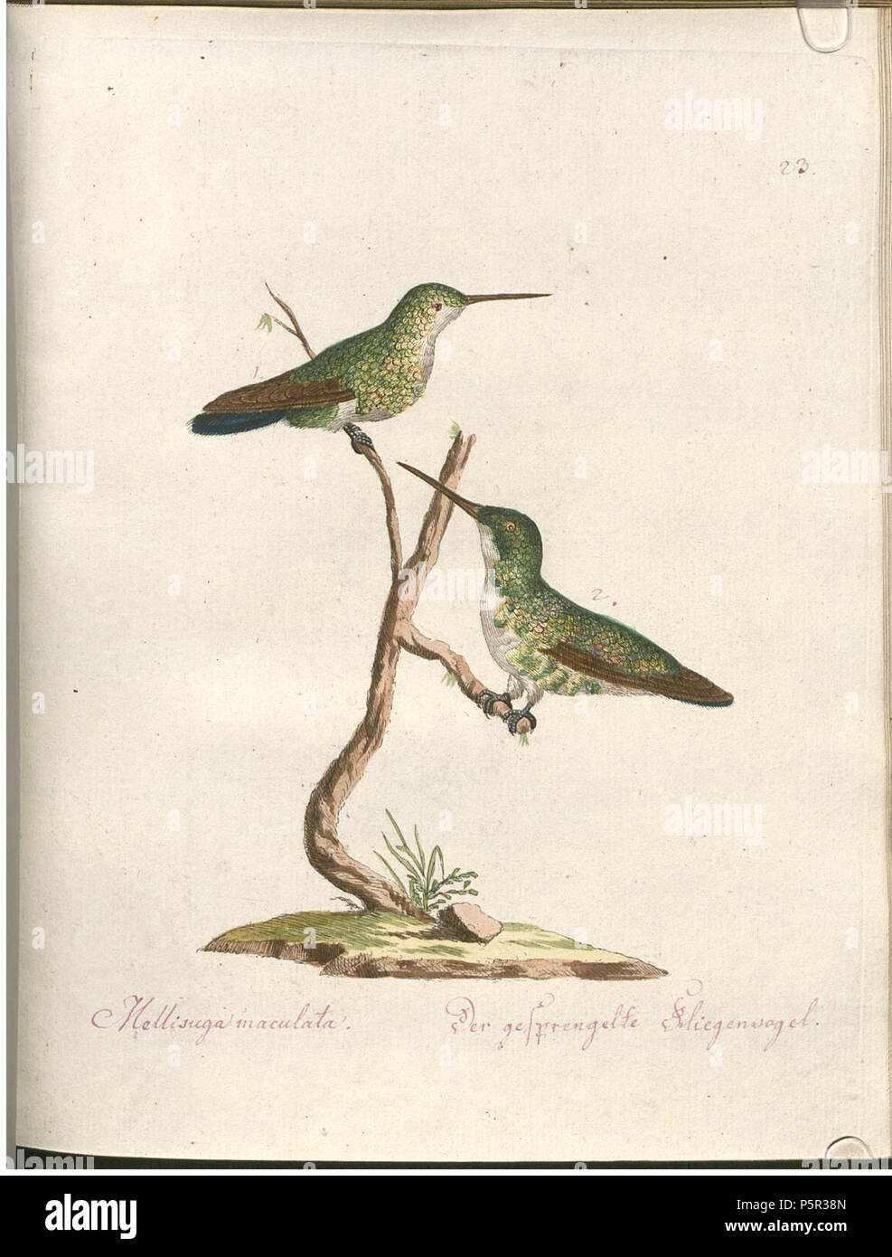 197 Beytrag zur Naturgeschichte der Vögel 2 Tafel 23 Foto Stock