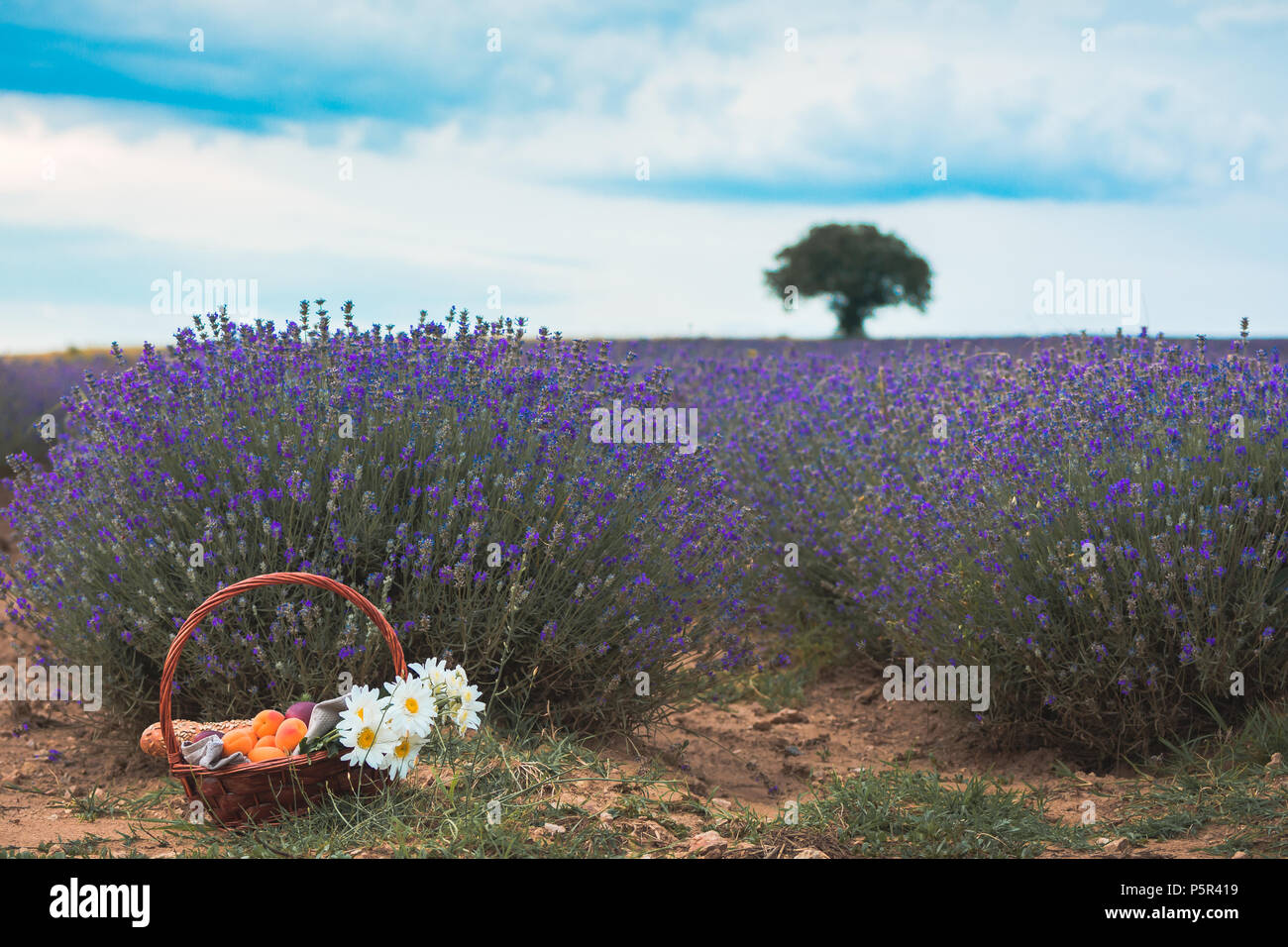 Bel cesto con le pesche, i fiori di camomilla e baguette francesi con un cappello di paglia sulla sommità in una straordinaria fioritura di campo di lavanda in Pazardzhik Foto Stock