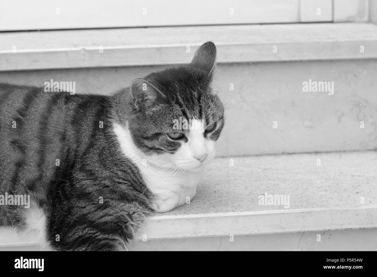 Gatto isolate sulle scale (Pesaro) Foto Stock