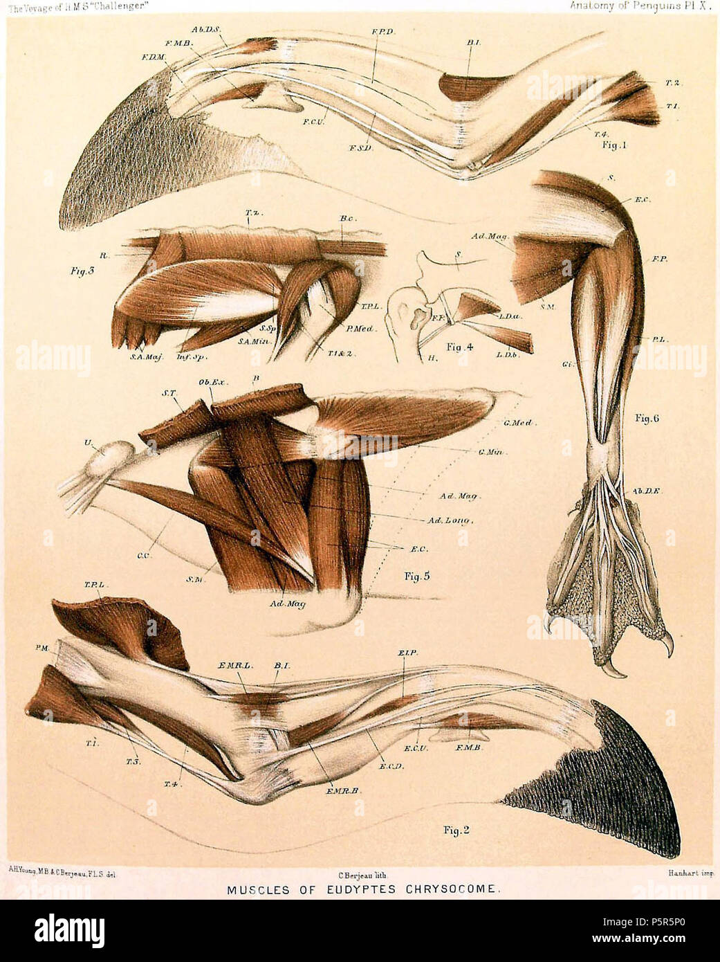 N/A. Inglese: anatomia di Pinguini Pl. X, viaggio del "HMS Challenger" 1872-76 . AH giovane, MB & C Berjeau 534 Eudyptes chrysocome00 Foto Stock