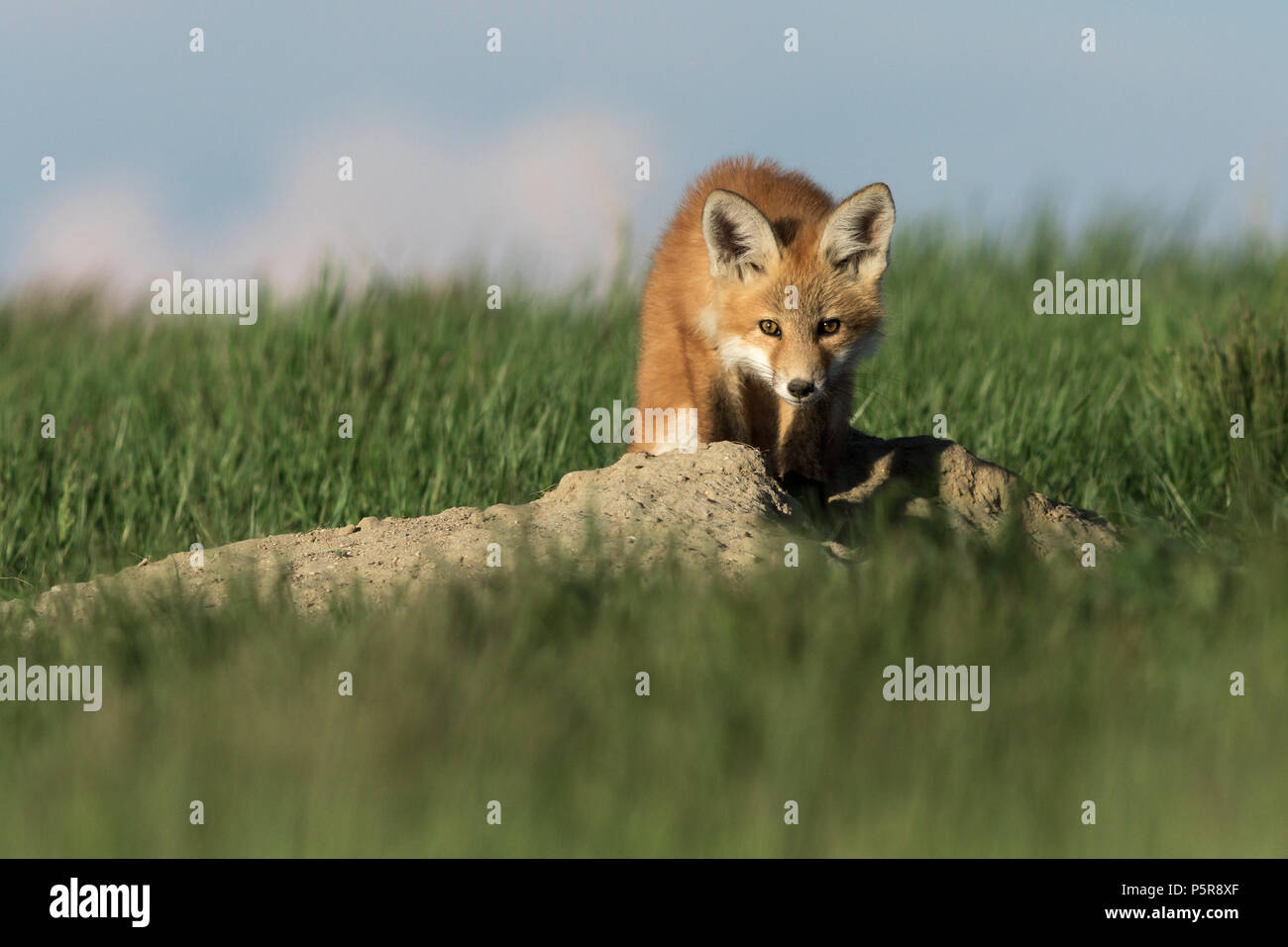 Carino e adorabile cucciolo di fox staring. Foto Stock