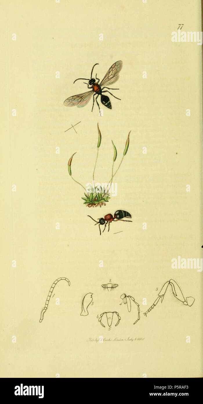 N/A. Inglese: una illustrazione dal British Entomologia da John Curtis. 1840s. John Curtis (1791-1862) nomi alternativi Curtis; J. Curtis Descrizione British entomologo e illustrator Data di nascita e morte 3 Settembre 1791 6 ottobre 1862 Luogo di nascita e morte di Norwich, Norfolk Londra sede di lavoro London Authority control : Q327944 VIAF:53707224 ISNI:0000 0000 7374 6250 LCCN:N89015596 Aprire Libreria:OL2514429A Oxford dict.:6959 WorldCat 237 Britishentomologyvolume4piastra77 Foto Stock