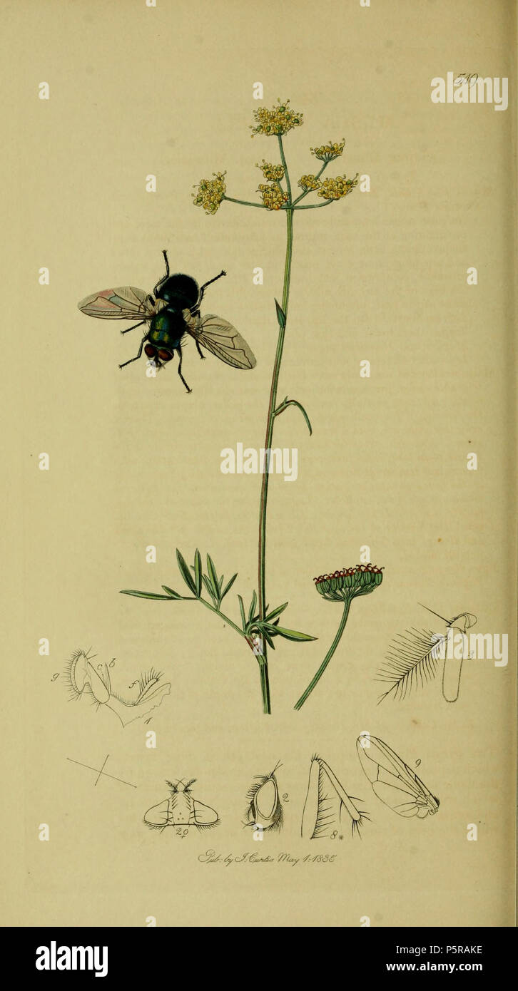 N/A. Inglese: John Curtis British Entomologia (1824-1840) Folio 549 Diptera: Musca chloris = Neomyia chloris (verde-cheeked Fly).La pianta è Silaum silaus ( Prato zolfo-wort). 1836. John Curtis 238 Britishentomologyvolume8piastra549 Foto Stock
