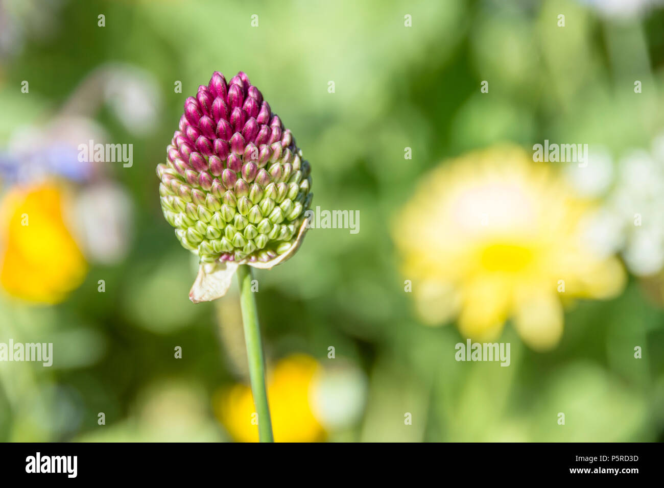Allium sphaerocephalon. noto come a testa tonda porro e anche a testa tonda, aglio con testa tonda cipolla. coscia. Foto Stock