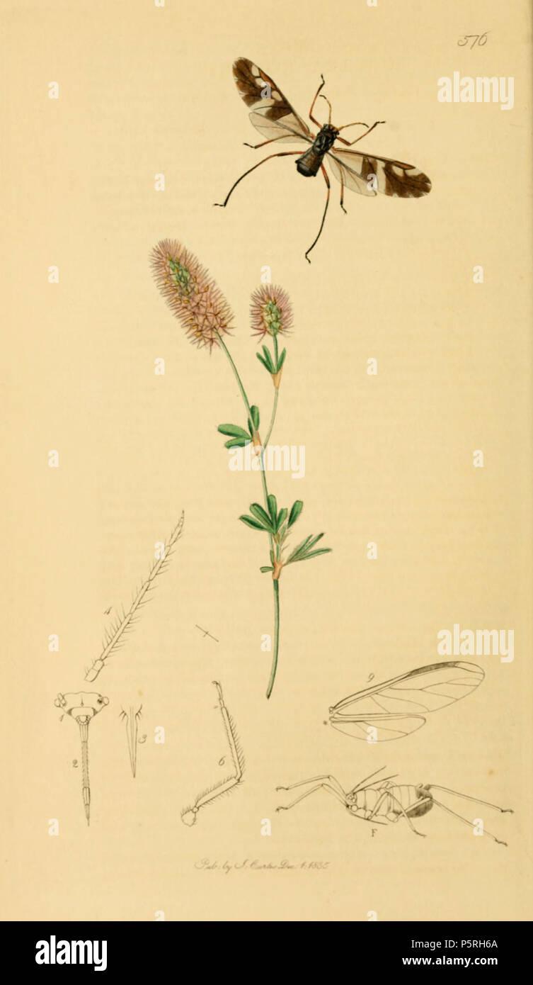 N/A. Inglese: John Curtis British Entomologia (1824-1840) Folio 576Cinara roboris sinonimo di Lachnus roboris l'offuscato-winged Oak Aphis. La pianta è Trifolium arvense (Lepre di piede di lupolina). 1836. John Curtis (1791-1862) nomi alternativi Curtis; J. Curtis Descrizione British entomologo e illustrator Data di nascita e morte 3 Settembre 1791 6 ottobre 1862 Luogo di nascita e morte di Norwich, Norfolk Londra sede di lavoro London Authority control : Q327944 VIAF:53707224 ISNI:0000 0000 7374 6250 LCCN:N89015596 Aprire Libreria:OL2514429A Oxford dict.:6959 WorldCat 236 British Entomologia Vo Foto Stock