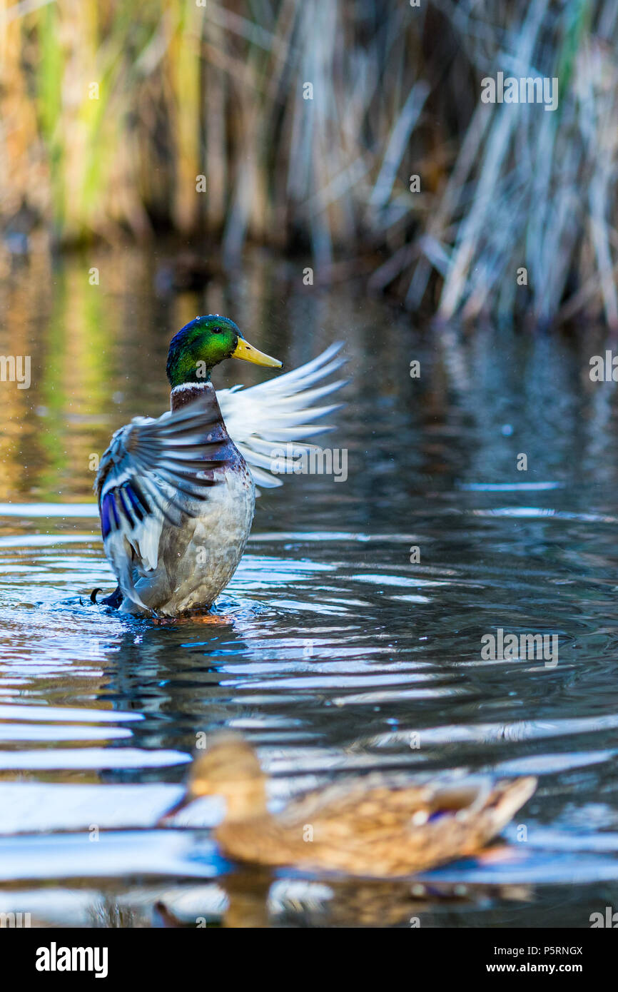 Drake duck splendidamente diffonde le sue ali e la femmina Mallard duck, offuscata, nuota di fronte ad esso in un lago in South Park, Sofia, Bulgaria nel golden Foto Stock