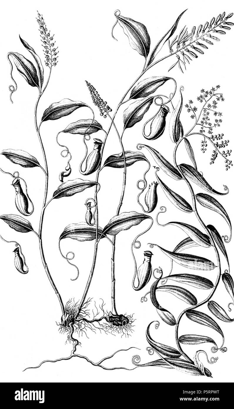 N/A. Inglese: Cantharifera (Nepenthes mirabilis) e Flagellaria Indiche dalla Rumphius's erbario Amboinensis, Volume 5, pubblicato nel 1747, anche se probabilmente disegnato nel tardo XVII secolo. 1747. G.E. Rumphius 268 Cantharifera Foto Stock
