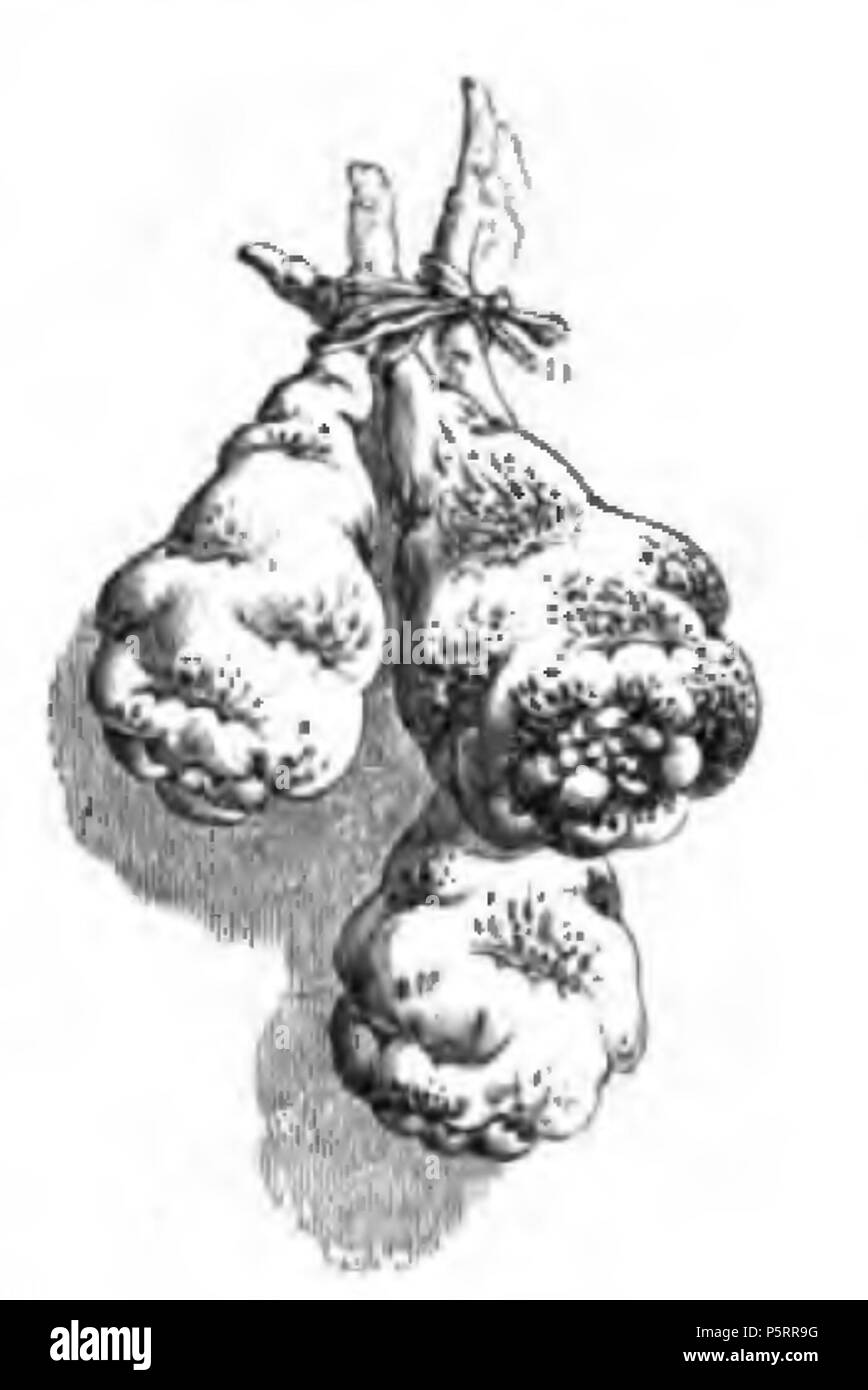 270 Capucine tubéreuse Vilmorin-Andrieux 1883 Foto Stock