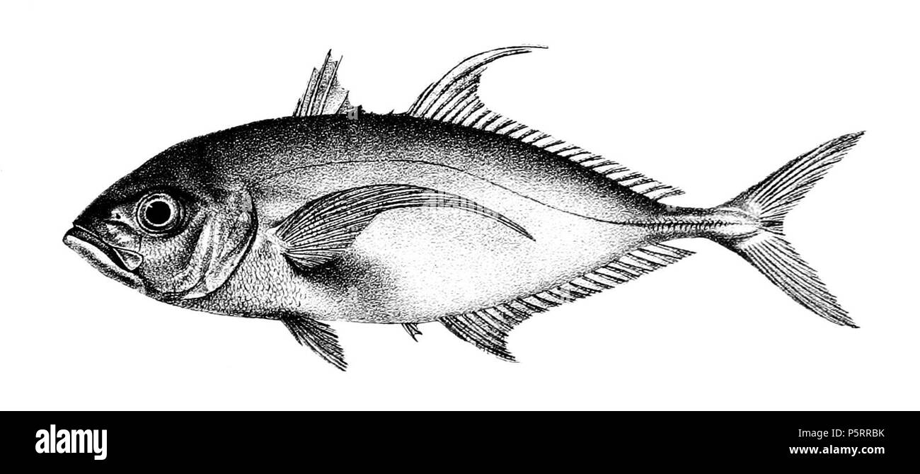 N/A. I nomi delle specie / identità bisogno di verifica. L'originale lastre mostravano i pesci rivolto verso destra e che sono stati capovolti qui. Caranx compressus . 1878. George Henry Ford (1808-1876) nomi alternativi G. H. Ford Descrizione artista Data di nascita e morte 20 Maggio 1808 1876 Luogo di nascita e morte Cape Colony London Authority control : Q17105498 VIAF:317102730 LCCN:n2015185868 WorldCat 270 Caranx compressus Ford 50 Foto Stock