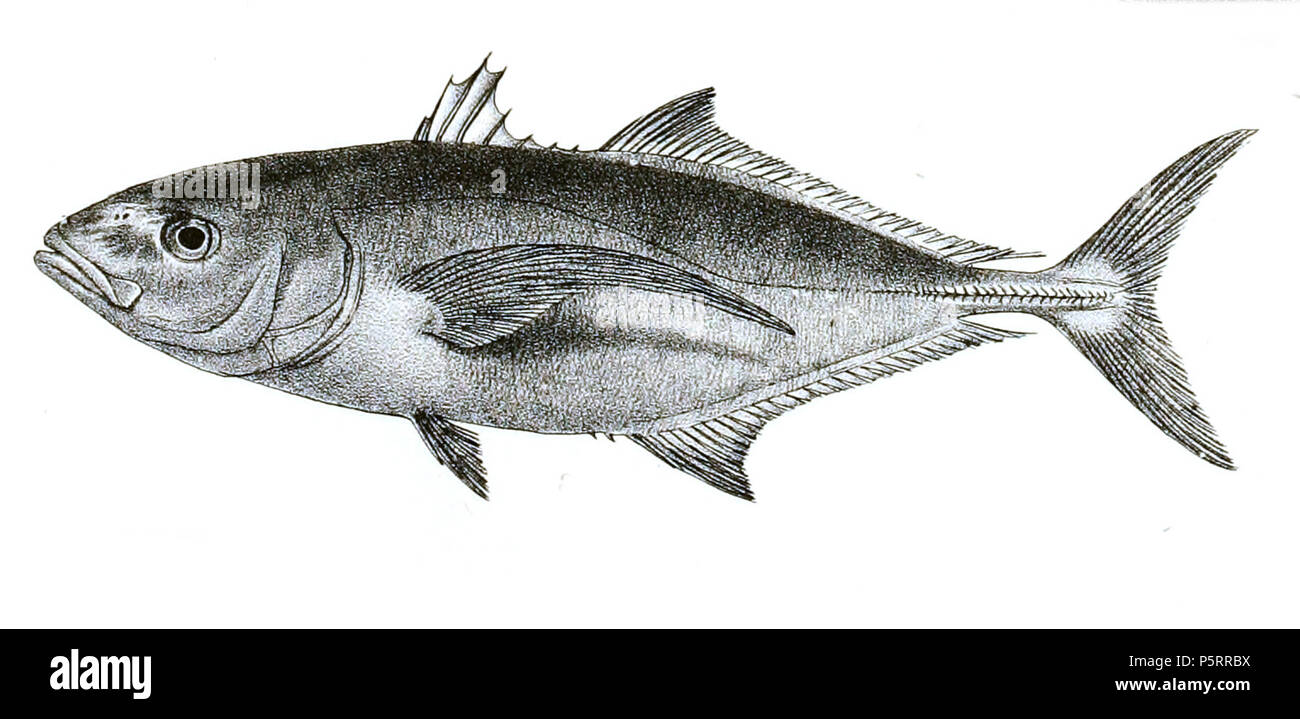 N/A. I nomi delle specie / identità bisogno di verifica. L'originale lastre mostravano i pesci rivolto verso destra e che sono stati capovolti qui. Caranx gymnostethoides . 1878. George Henry Ford (1808-1876) nomi alternativi G. H. Ford Descrizione artista Data di nascita e morte 20 Maggio 1808 1876 Luogo di nascita e morte Cape Colony London Authority control : Q17105498 VIAF:317102730 LCCN:n2015185868 WorldCat 270 Caranx gymnostethoides Ford 48 Foto Stock