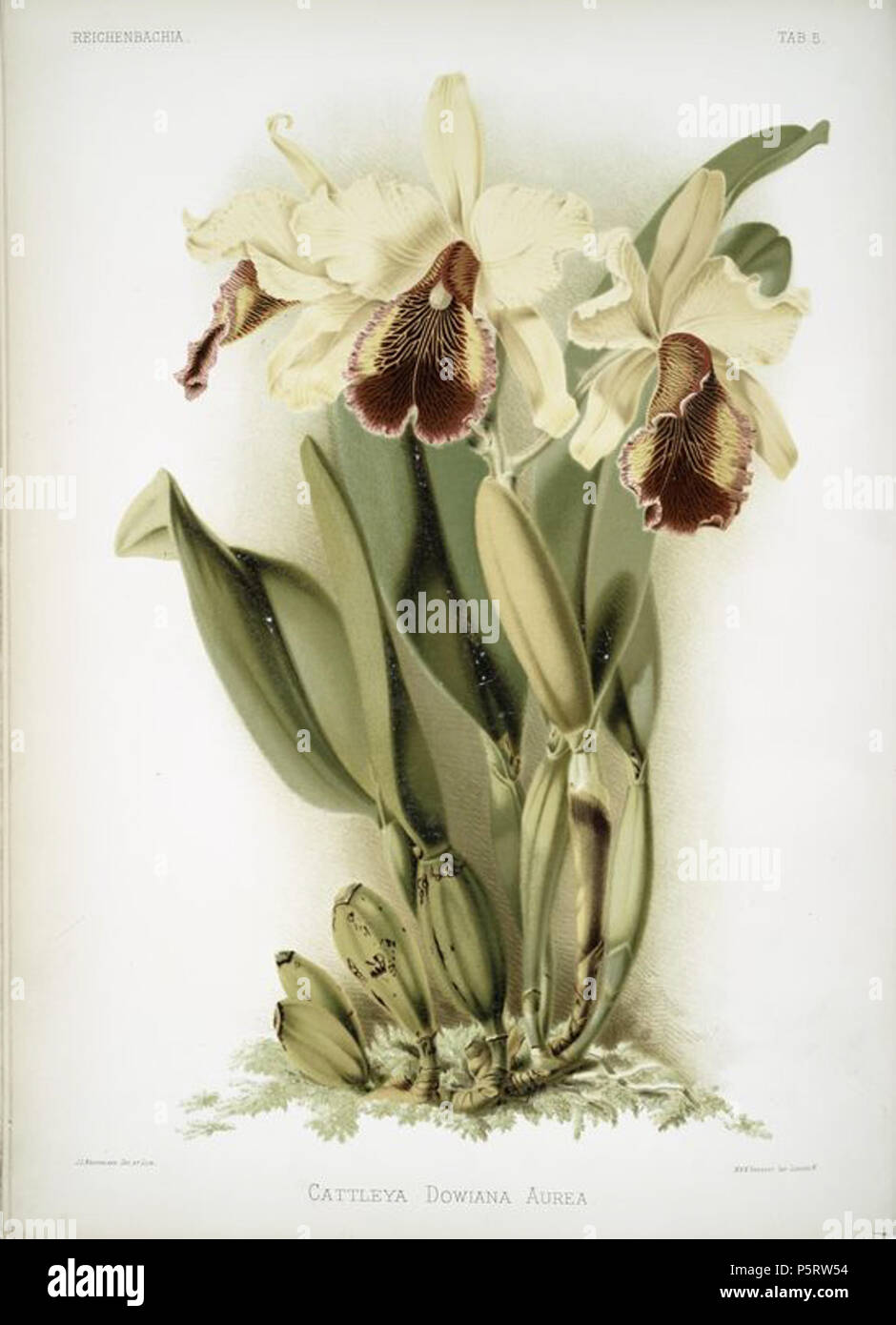 N/A. Inglese: Cattleya dowiana aurea Immagine Titolo: Cattleya dowiana aurea. Creatore: Mansell, Joseph -- litografo nome aggiuntivo(s): Sander, F. (Federico), 1847-1920 -- Autore Luna, H. G -- artista medie: Chromolithographs specifico materiale tipo: stampe Voce Descrizione fisica: 52 x 38 cm. Voce/pagina/Piastra: linguetta 5 standard di riferimento: Nissena, 1722. Fonte: Reichenbachia. Orchidee illustrato e descritto da F. Sander ... 1st[-2d] serie. Descrizione sorgente: 4 v. pl. en coul. fol. Da Reichenbachia, serie I Vol I piastra 5 . 1888 31 marzo 2011 (originale data di caricamento). Sander, Frederick, 1847- Foto Stock