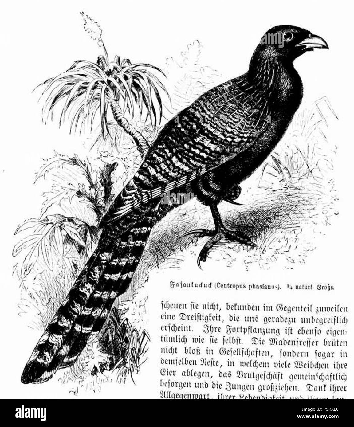 N/A. Latina: Centropus phasianus . 1870-1884, pubblicato nel 1891. Alfred Brehm (1829-1884) nomi alternativi Brehm; Alfred Edmund Brehm; A. E. Brehm Descrizione biologo tedesco ornitologo, zoologo, pittore e scrittore Data di nascita e morte 2 Febbraio 1829 11 Novembre 1884 Luogo di nascita e morte Renthendorf Renthendorf competente controllo : Q155112 VIAF:47553366 ISNI:0000 0001 2131 4808 LCCN:N50065092 Aprire Libreria:OL1929082A GND:118514814 WorldCat (1827-1884) 286 Centropus phasianus 1891 Foto Stock