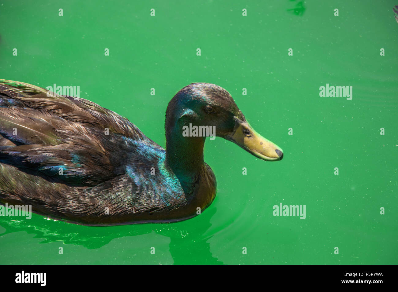 Little duck in acqua verde natura Foto Stock