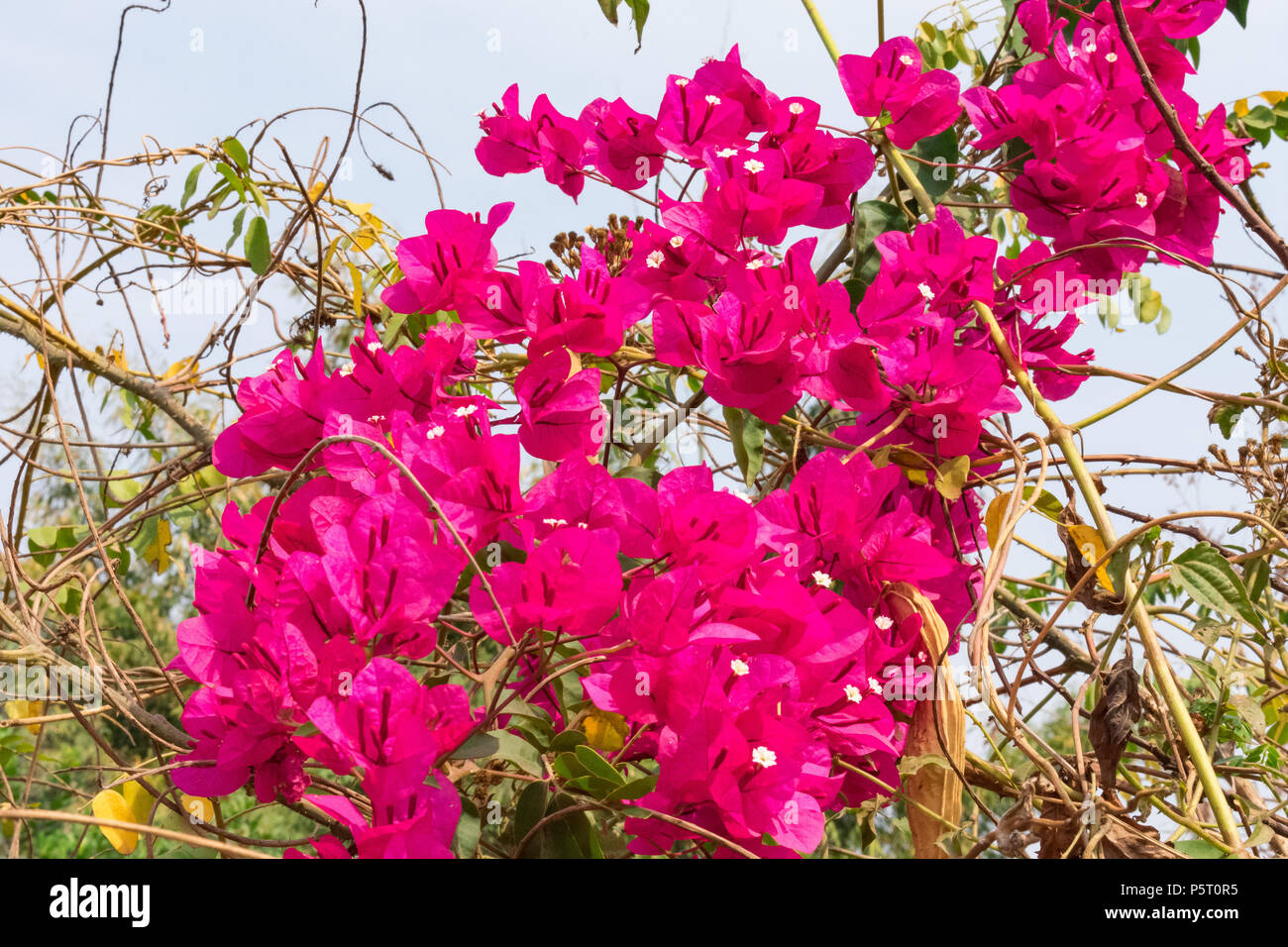 Cluster di rosa fiori di Bouganville sul lato strada del borgo rurale. Foto Stock