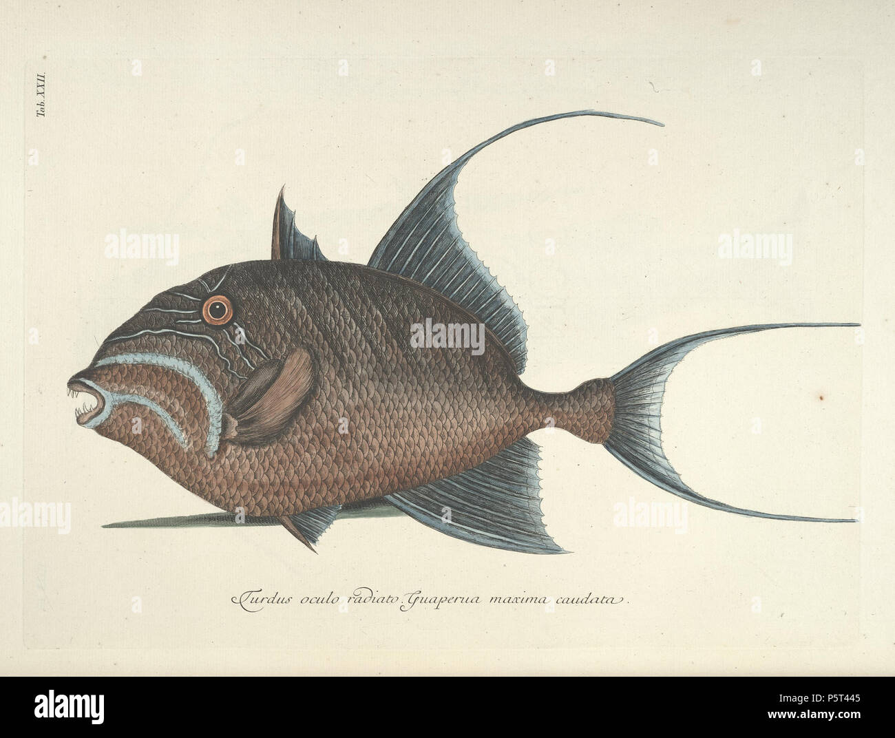 N/A. Inglese: Mark Catesby (1743), Storia Naturale di Carolina ecc., vol 2, la piastra 22, con Turdus oculo radiato Guaperua maxima caudata, la Regina Pesci balestra (Balistes vetula). Nederlands: Mark Catesby (1743), Storia Naturale di Carolina ecc., deel 2, plaat 22, incontrato Turdus oculo radiato Guaperua maxima caudata, de Koningstrekkervis (Balistes vetula). Deutsch: Mark Catesby (1743), Storia Naturale di Carolina ecc., Teil 2, Tafel 22, mit Turdus oculo radiato Guaperua maxima caudata, der Königin-Drückerfisch (Balistes vetula). Français : Mark Catesby (1743), Storia Naturale di Carolina ecc., tomo Foto Stock