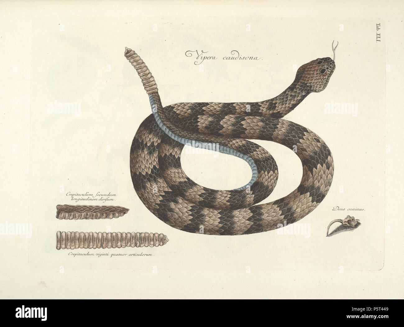 N/A. Inglese: Mark Catesby (1743), Storia Naturale di Carolina ecc., vol 2, la piastra 41, con Vipera caudisona, il legname Rattlesnake (Crotalus horridus). Nederlands: Mark Catesby (1743), Storia Naturale di Carolina ecc., deel 2, plaat 41, incontrato Vipera caudisona, de Bosratelslang (Crotalus horridus). Deutsch: Mark Catesby (1743), Storia Naturale di Carolina ecc., Teil 2, Tafel 41, mit Vipera caudisona, die Wald-Klapperschlange (Crotalus horridus). Français : Mark Catesby (1743), Storia Naturale di Carolina ecc., tomo 2, zoppi 41, avec Vipera caudisona, le Crotale des bois (Crotalus horridus). 1743. Foto Stock