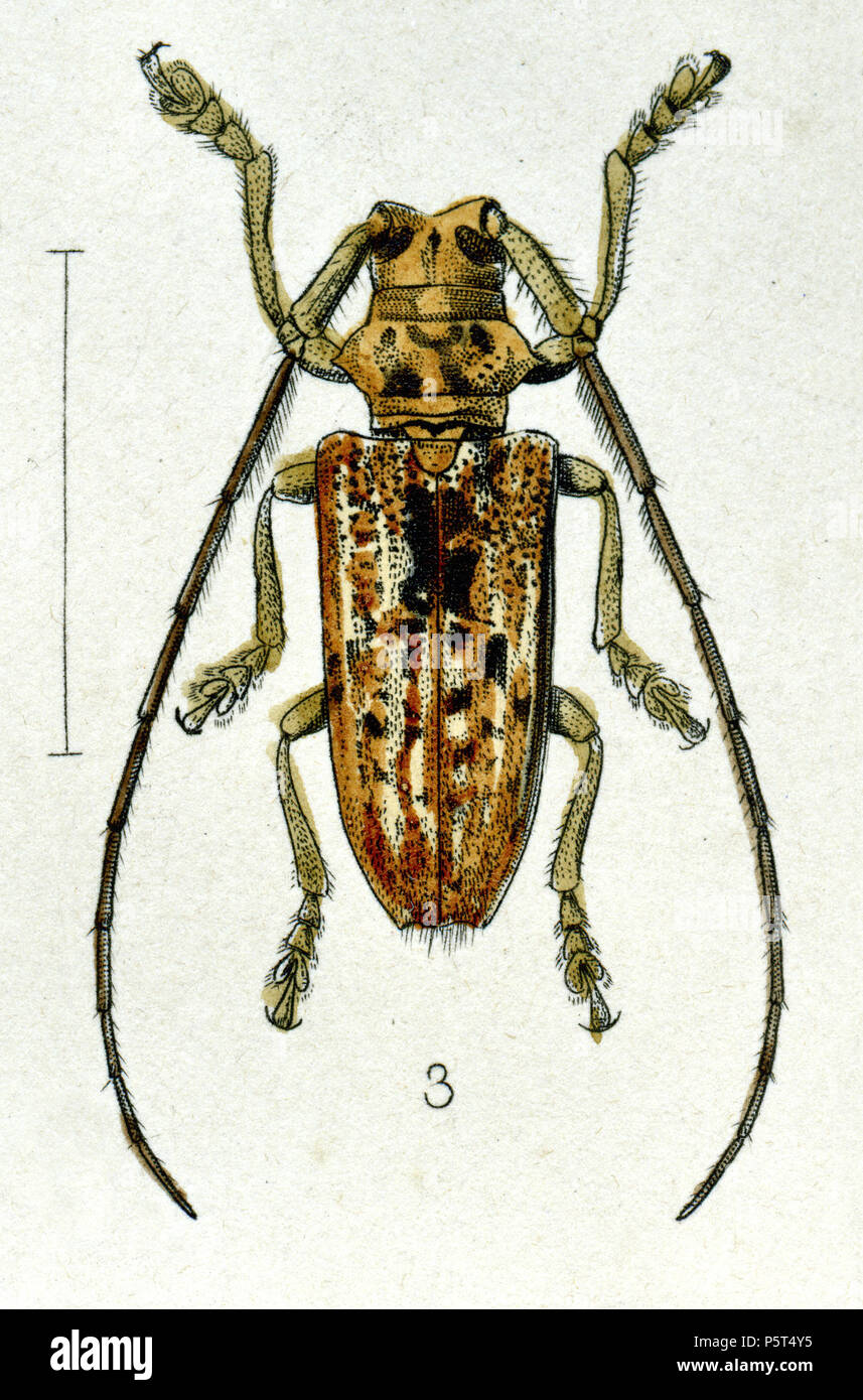 N/A. Inglese: Cerosterna javana bianco [sinonimo: Psaromaia tigrina Pascoe], un longhorn beetle (Cerambycidae:: Lamiinae Lamiini) da Java . 1866. Artista: F. W. Robinson 287 Cerosterna javana White Foto Stock