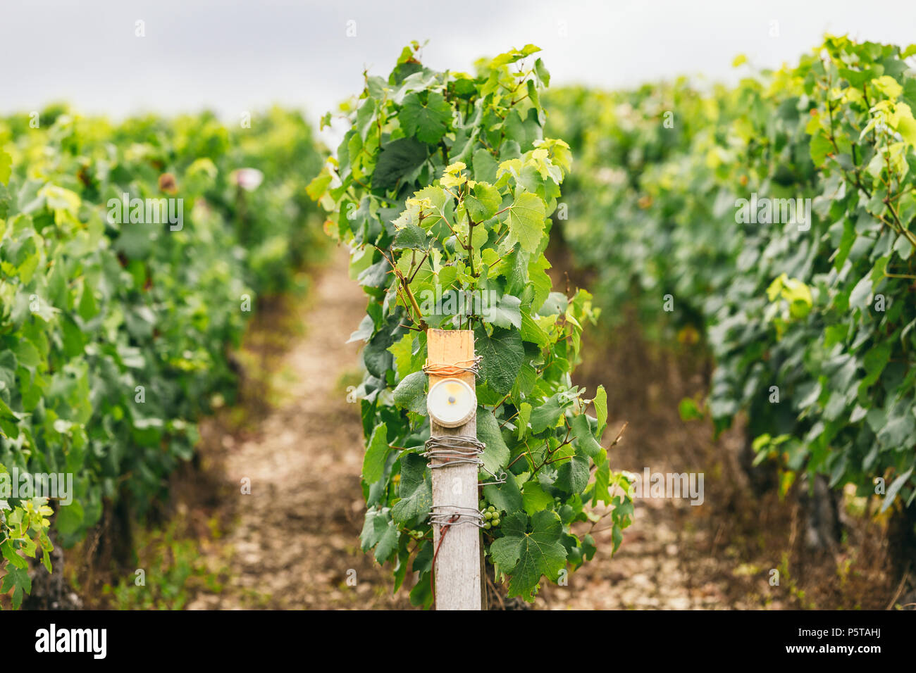 Condizioni di produzione di uva in Francia, sul grapevine speciali sensori sono installati, vinificazione in Chablis Foto Stock