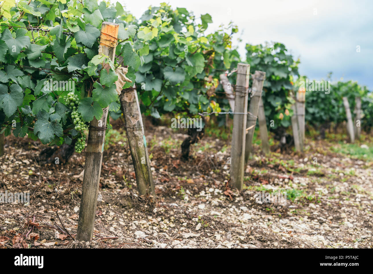 Molti uva crescere in un campo in file ordinate, vinificazione in Francia Foto Stock