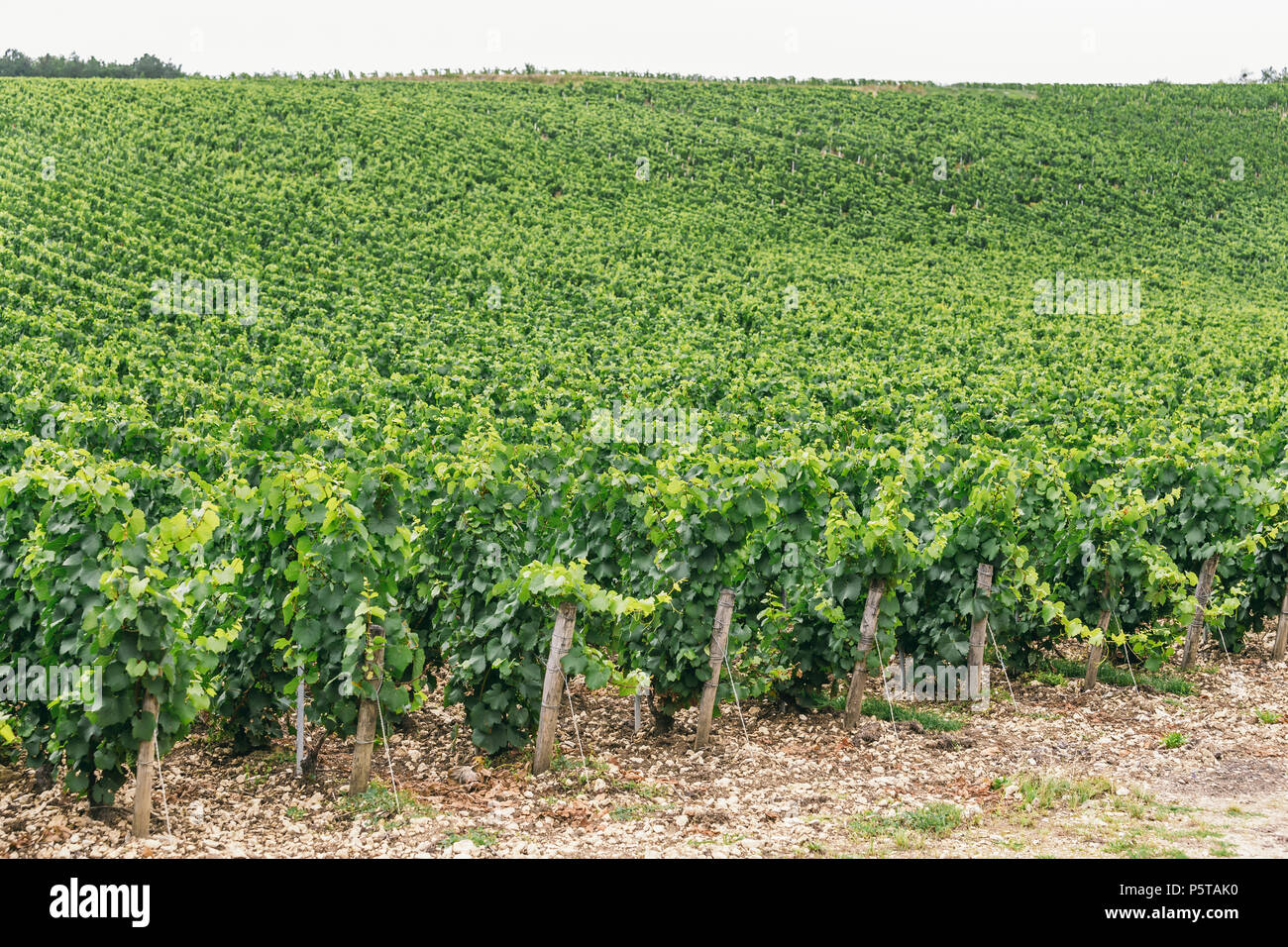 Uva verde campo in Francia, la natura del nord della Borgogna, Chablis Foto Stock