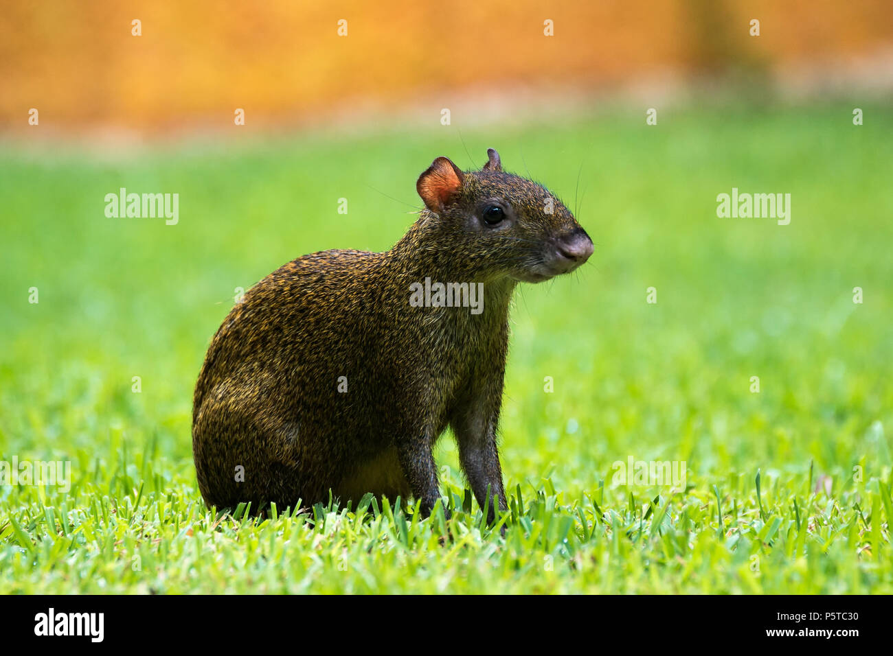 America centrale aguti Dasyprocta punctata animale della fauna selvatica Foto Stock