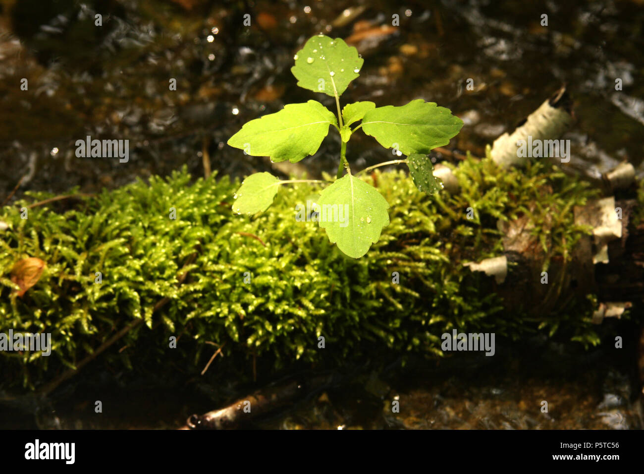 Chenopodium album crescente dall'acqua Foto Stock