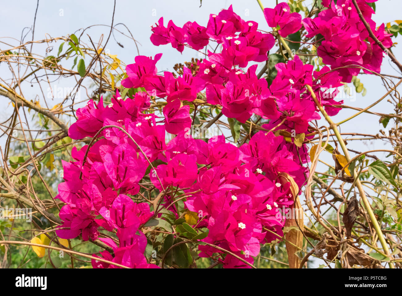 Cluster di rosa fiori di Bouganville sul lato strada del borgo rurale. Foto Stock