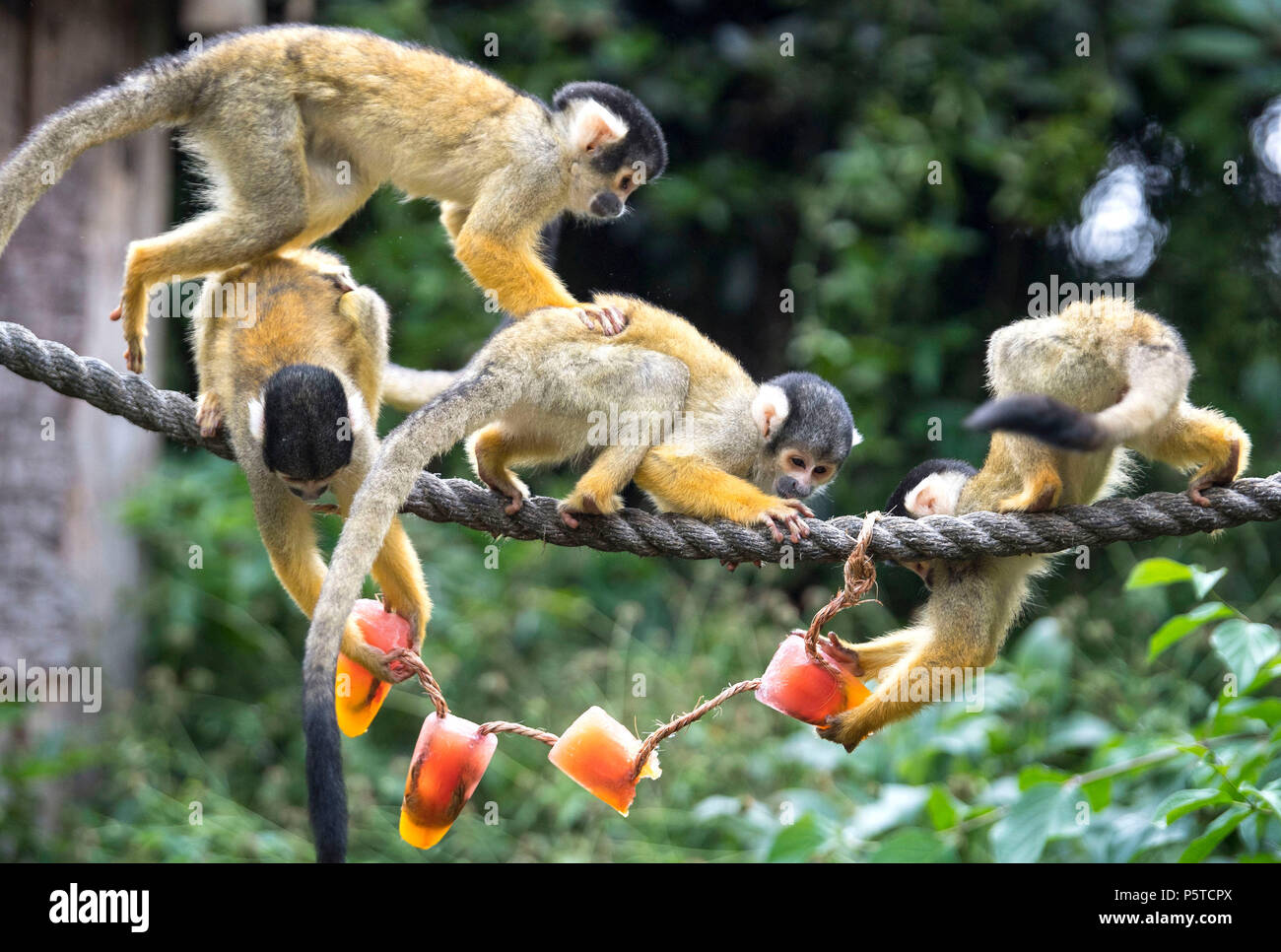 Scimmie scoiattolo raffreddarsi allo Zoo di Londra come come la canicola estiva continua. Foto Stock