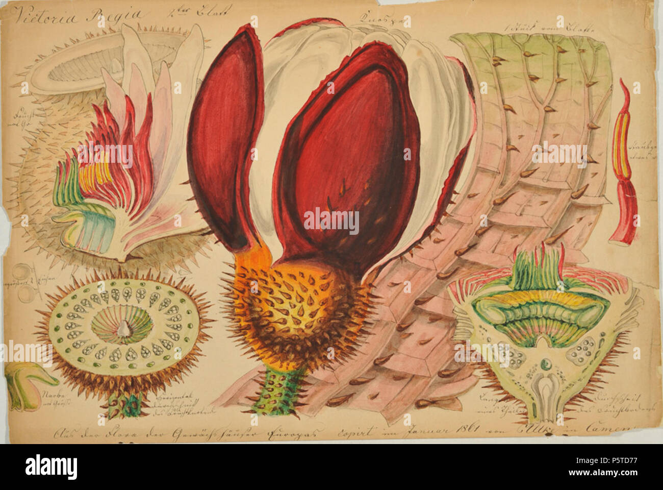 N/A. Inglese: Victoria Regia (Waterlilly) da Carl Ulke, acquerello, firmata e datata 1861, 230 x 160 mm. 1861. Carl Ulke (1791-1882), 274 Carl Ulke - Victoria Regia (Waterlilly), acquerello, 1861 Foto Stock