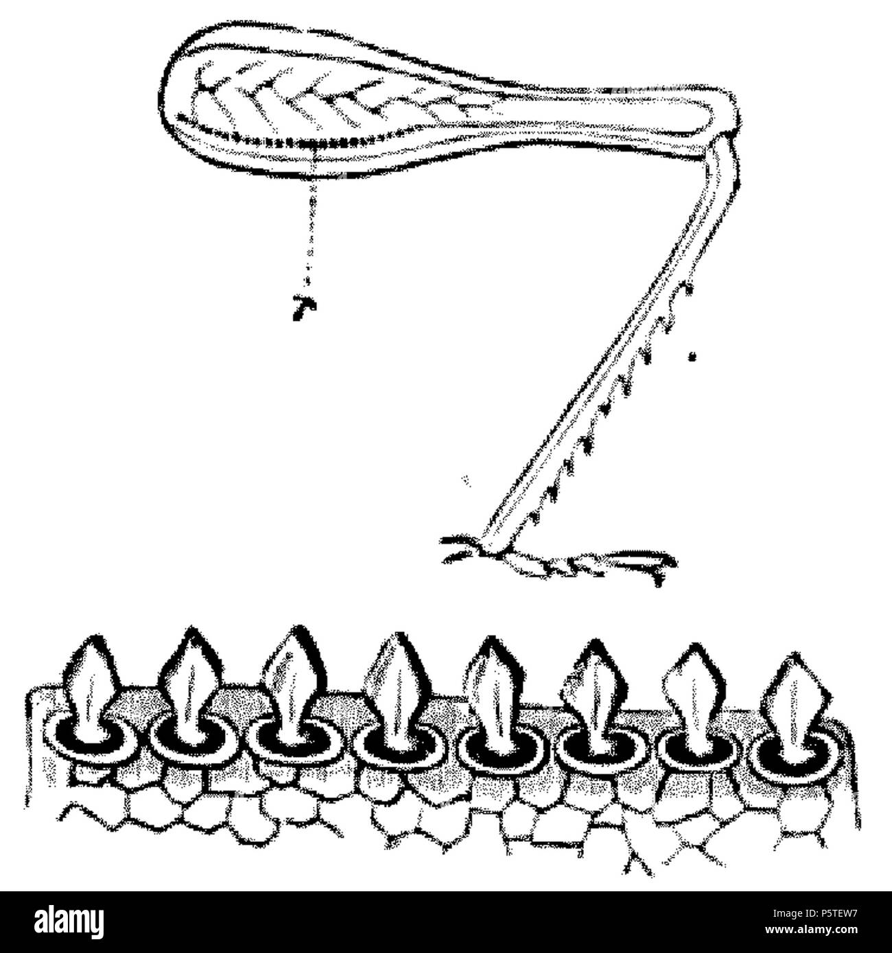 413 DarwinAbst14 Foto Stock
