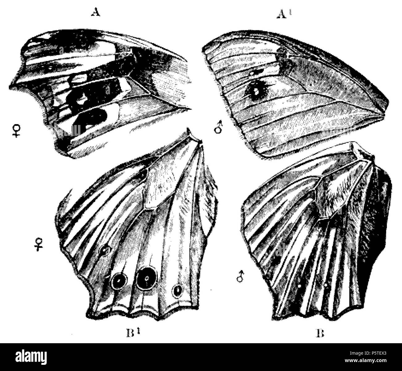 413 DarwinAbst53 Foto Stock