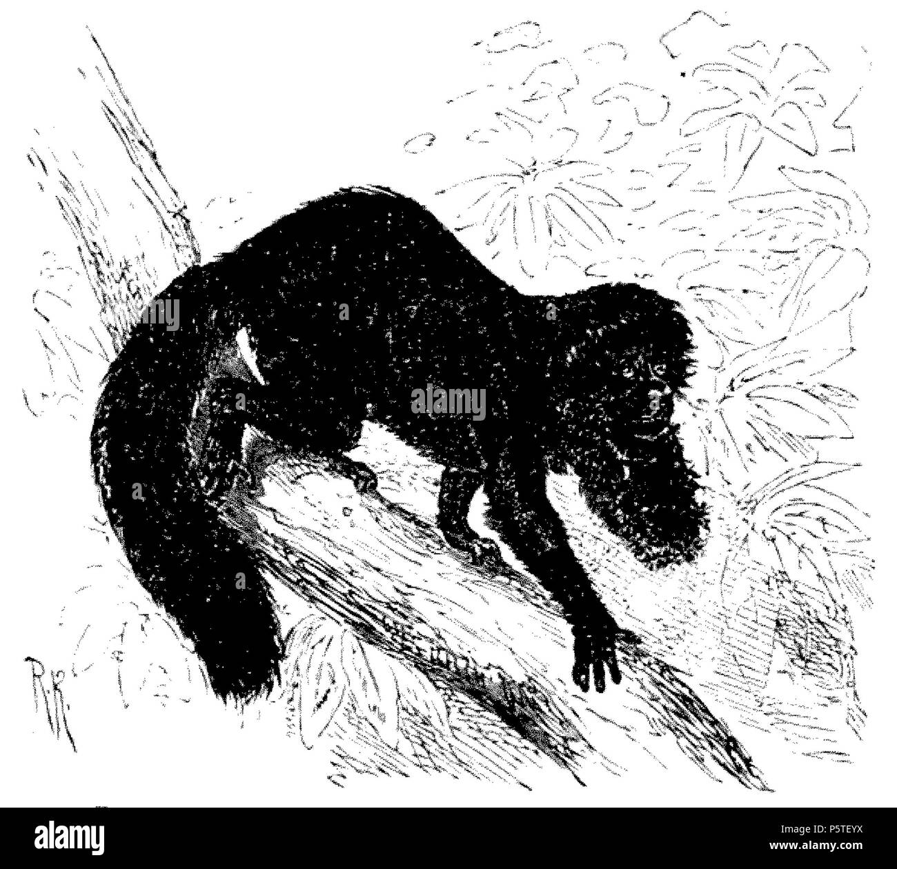 414 DarwinAbst68 Foto Stock