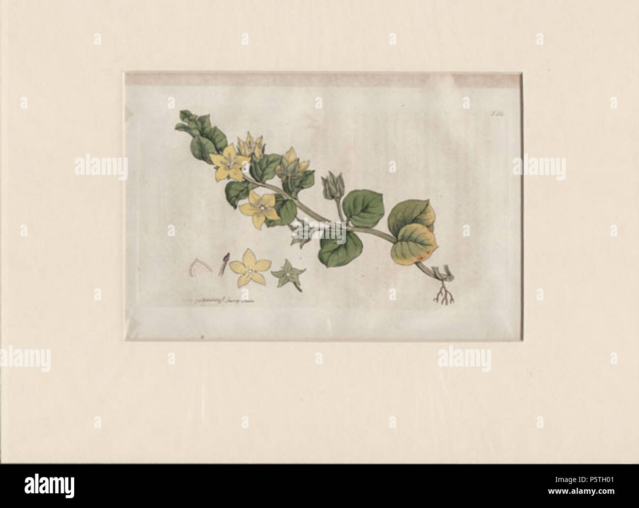 N/A. Español: Lysimachia nummularia. Grabado coloreado proveniente de la Enciclopedia Botánica inglese Botanica un catalogo degli indigeni British piante . 1790. James Sowerby 226 Botonica Foto Stock