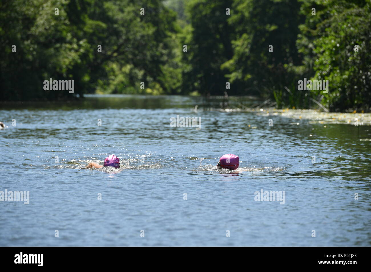 Nuotatori a Warleigh Weir, vicino Claverton al di fuori del bagno. Foto Stock
