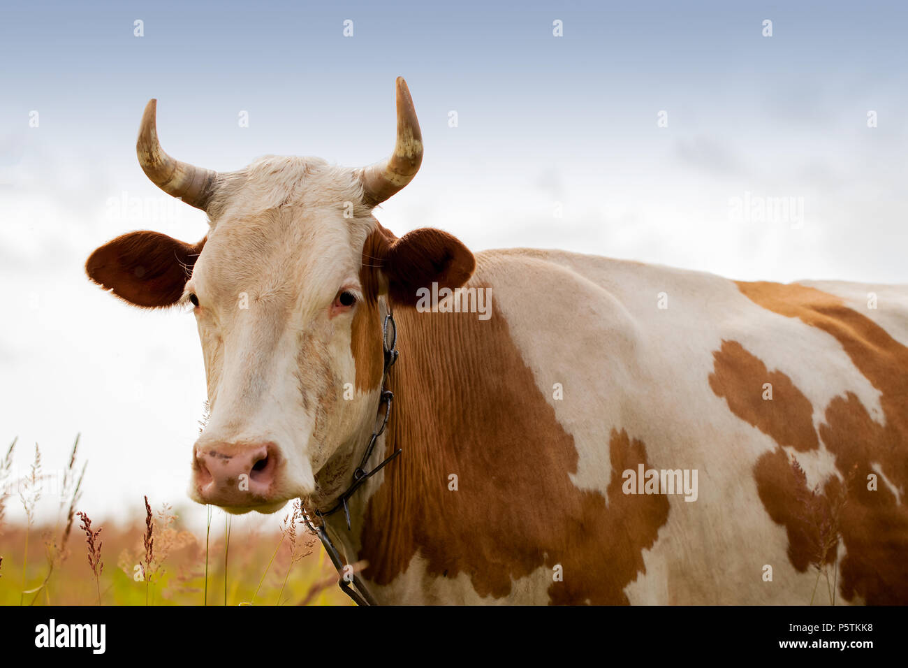 Portret interno di Red cow giovani con macchie bianche su pascolo nel villaggio guardando noi , scy blu. Ecologia, organico allevamento di bestiame e agricoltura Foto Stock