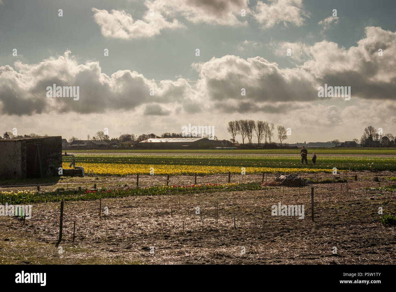 Il paesaggio di flowerfields con giallo narcisses in North-Hollands su un nuvoloso giorno di primavera. Padre e figlio sono a lavorare nel campo della distanc Foto Stock