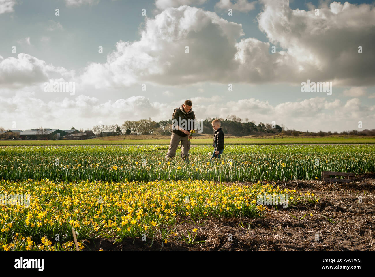 Papà e figlio che lavorano insieme su flowerfields. Il ragazzo si preannuncia come l'uomo raccoglie e lega il giallo narcisses in mazzi. Poi ha le mani ogni grappolo Foto Stock