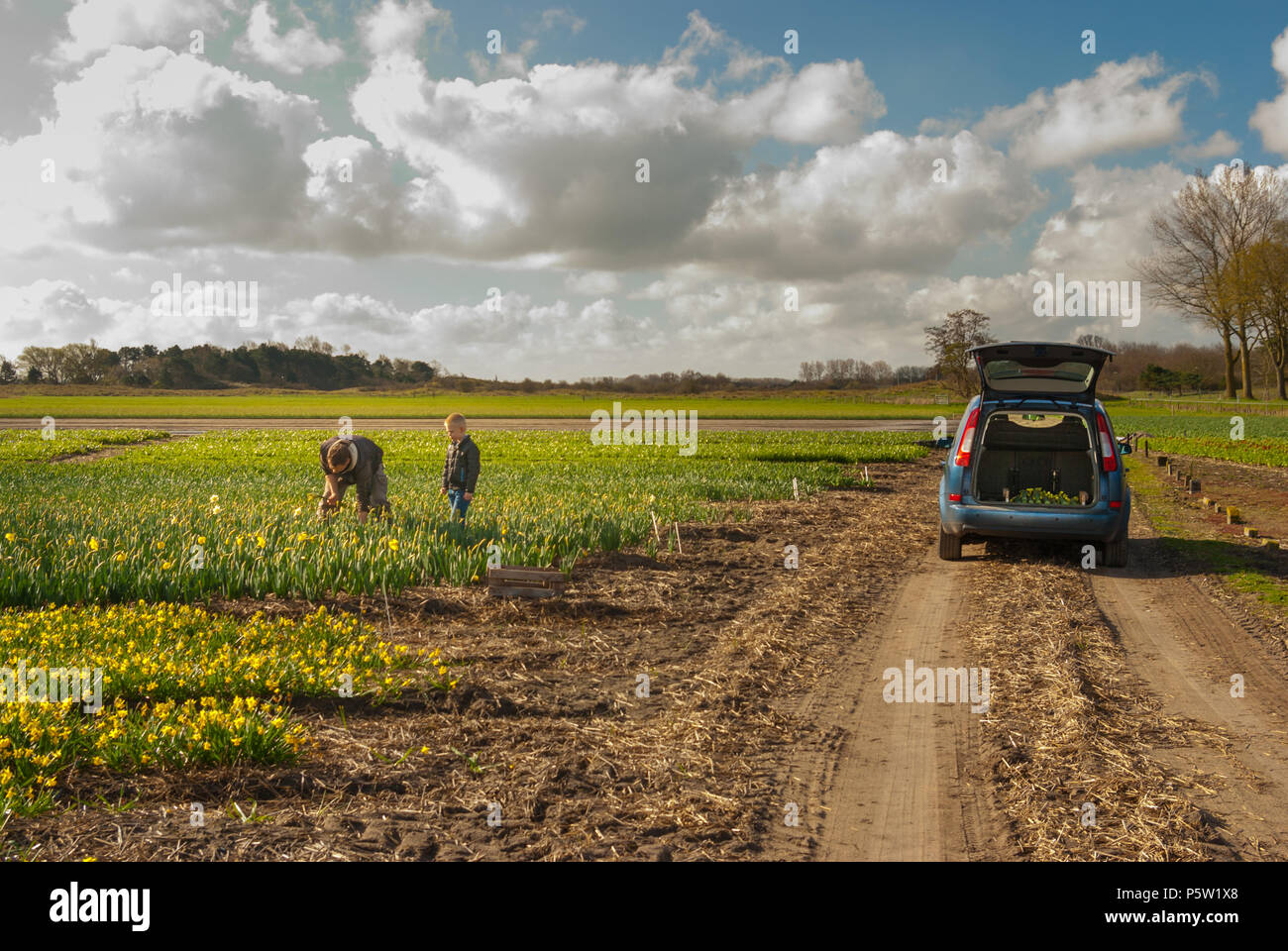 Papà e figlio che lavorano insieme su flowerfields in North-Holland. Essi sono la raccolta dei grappoli di narcisses giallo per essere collocato in auto blu con open Foto Stock
